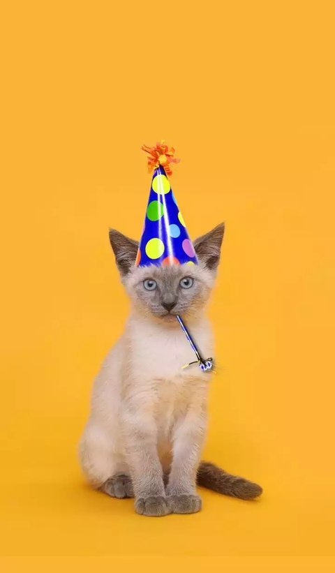 обои cat, kitten