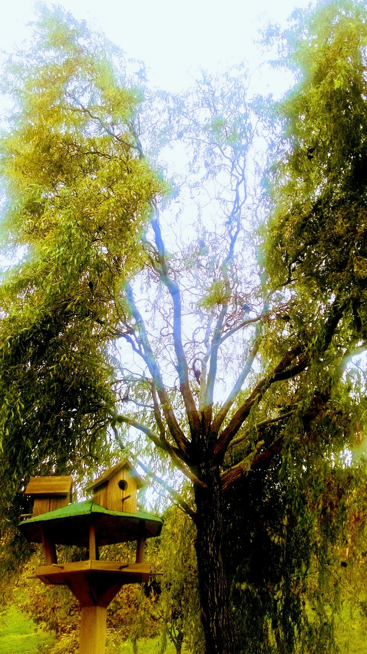 Kuş evi