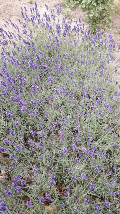 flower, lavender háttérképek