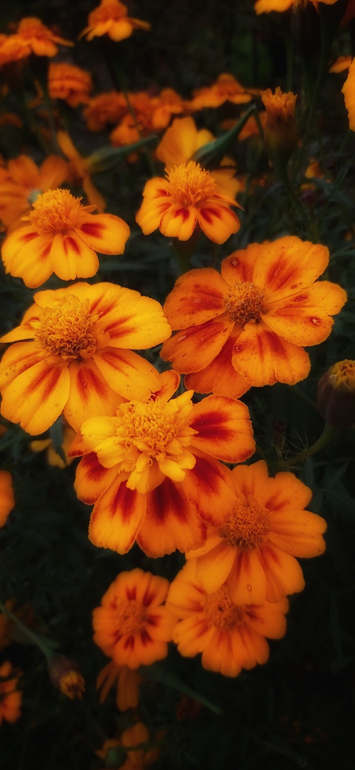 Marigold