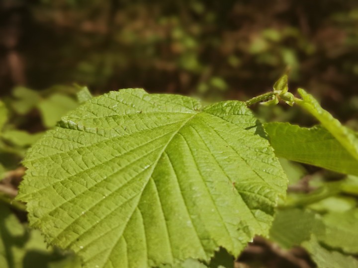 Green Leaf