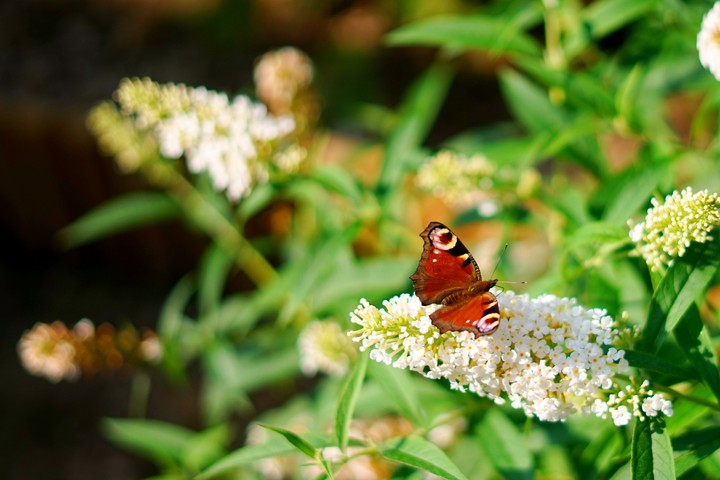 Simply Butterfly