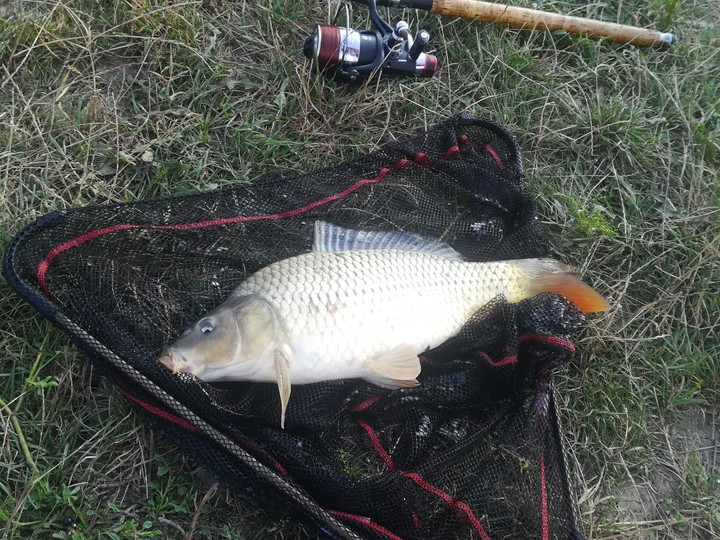 fish&