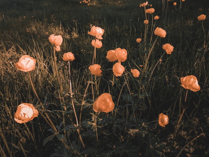ph: Вика