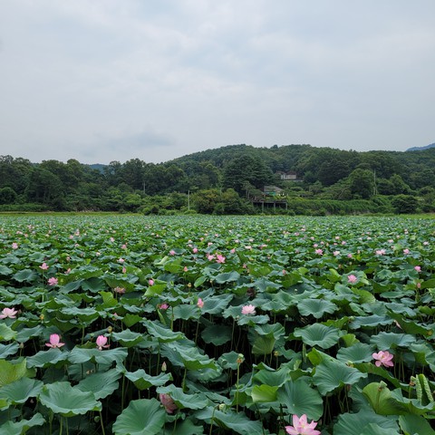 연꽃