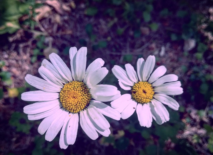 Nice daisies