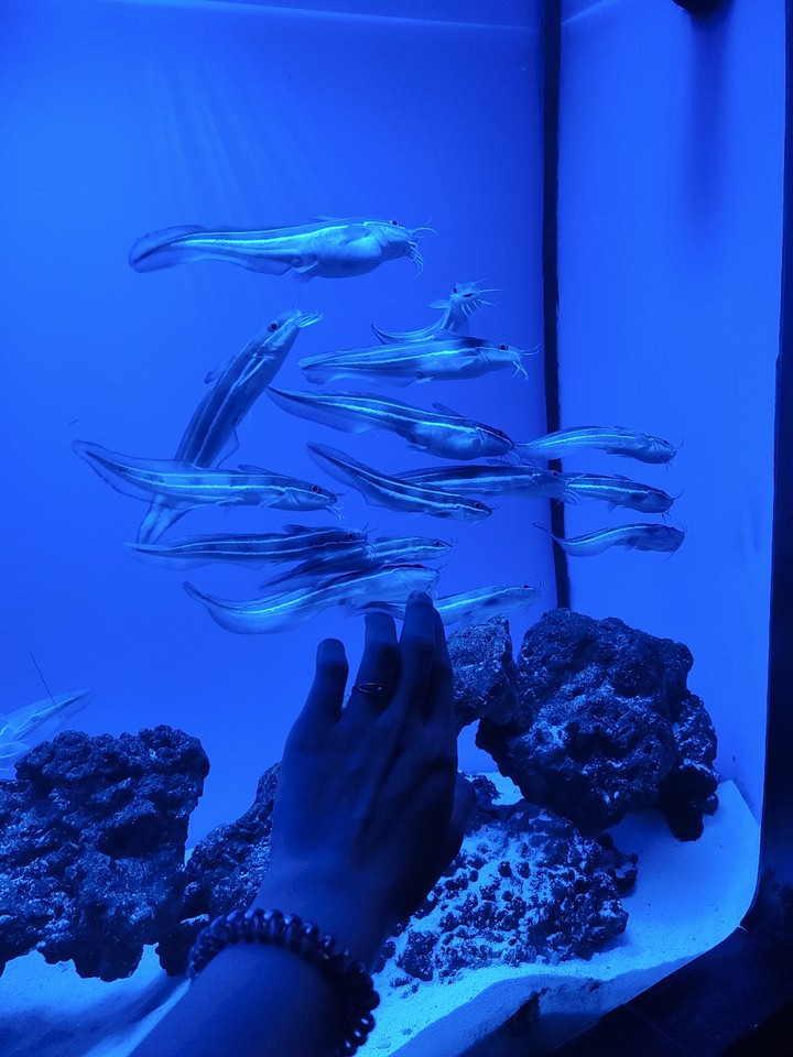 blue calm