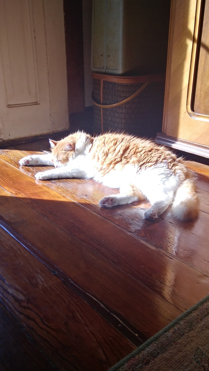 Pumpkin cat