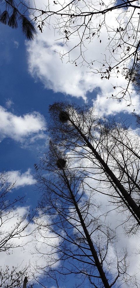 sfondi trunk, Cumulus