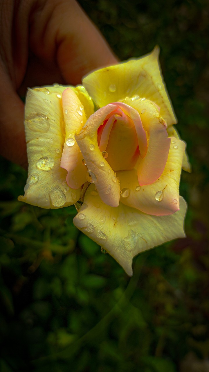 Mygarden