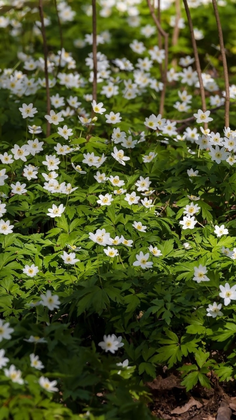 обои flower, plants