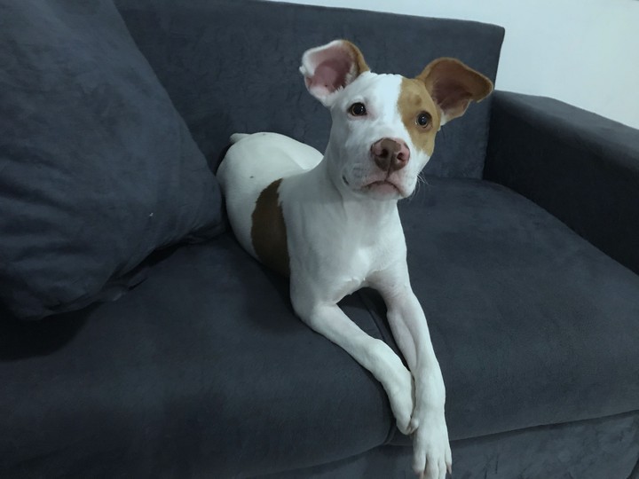 pipoca