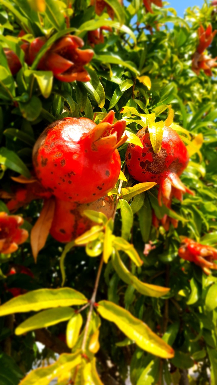 Pomegranate