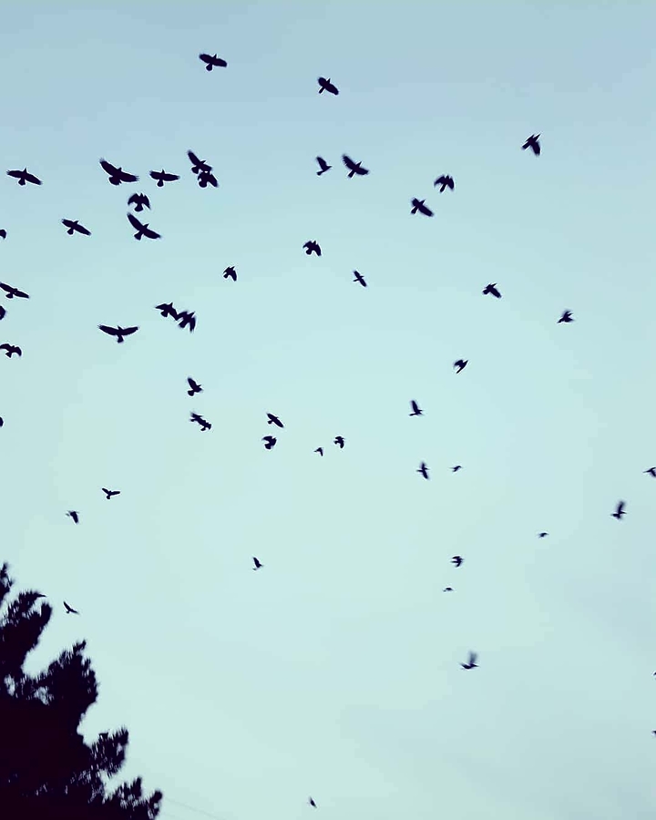 Crows