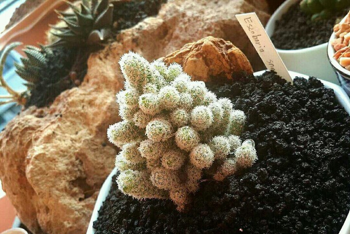 cactus