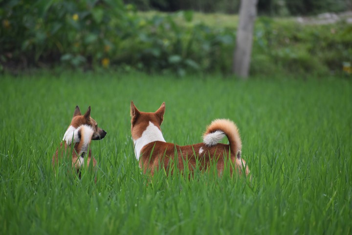 Village Dog Crossing Between Paddy Field