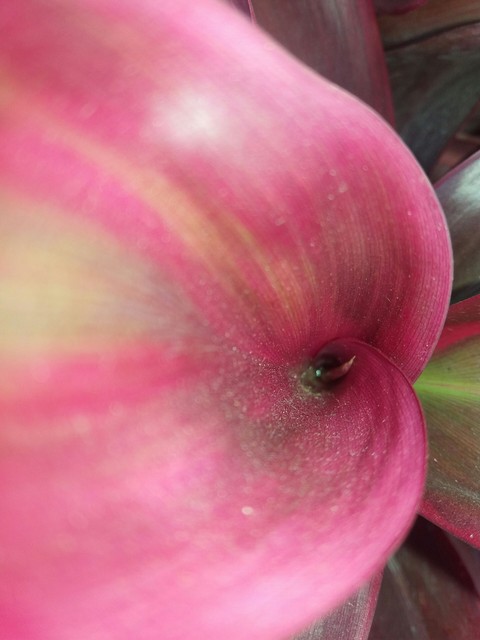 Followe closeup