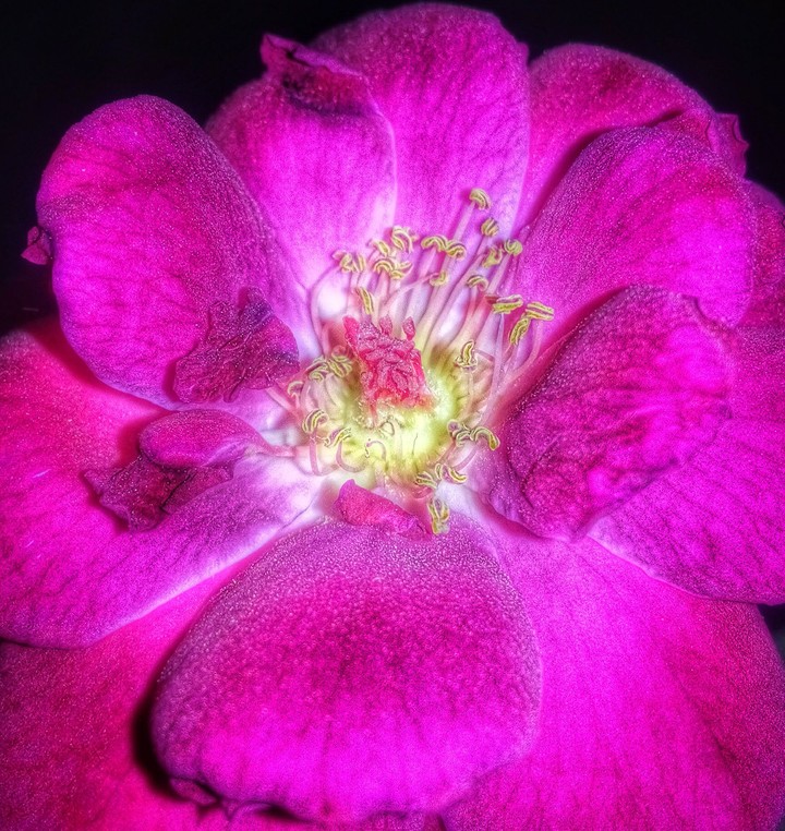 Flor