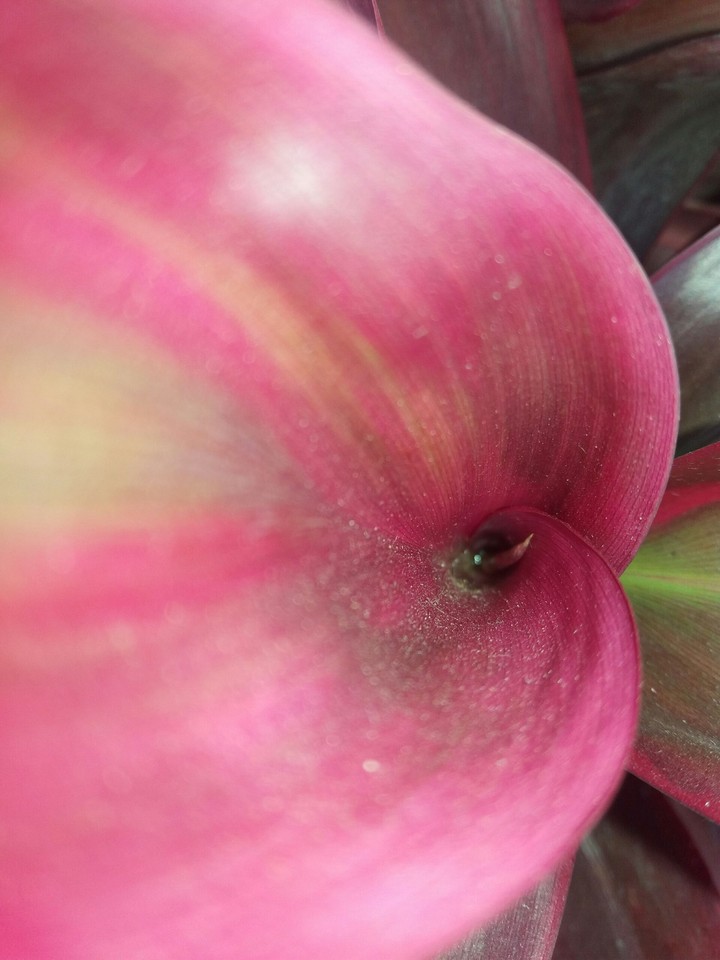 Followe closeup