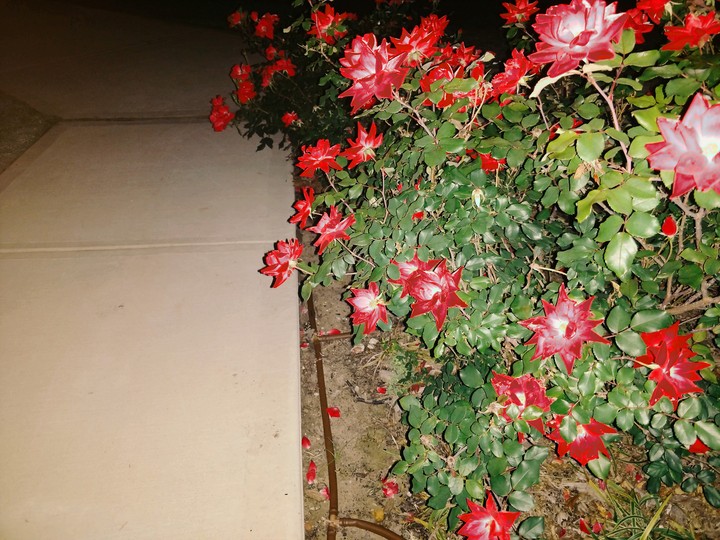 red flowers