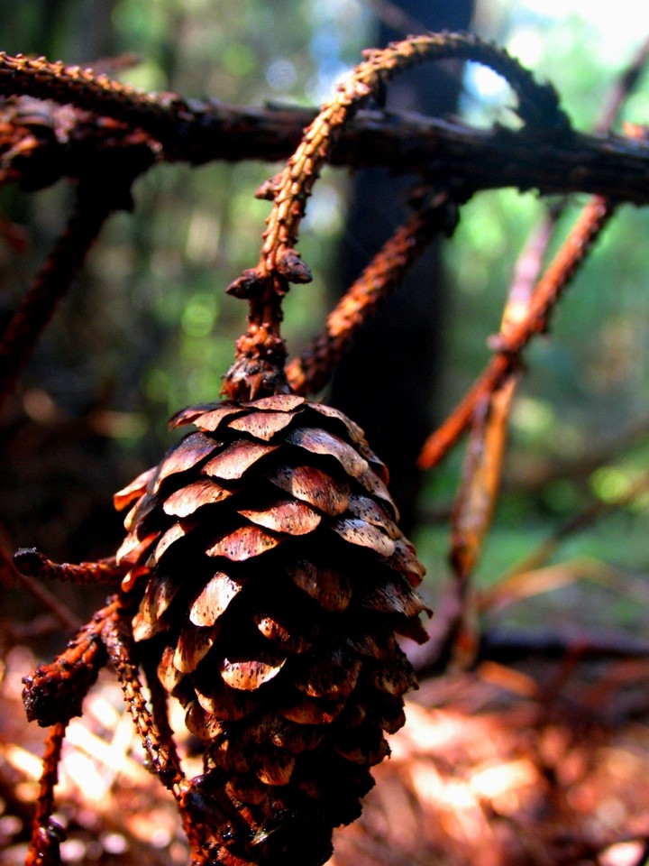 Pine cone and childhood.