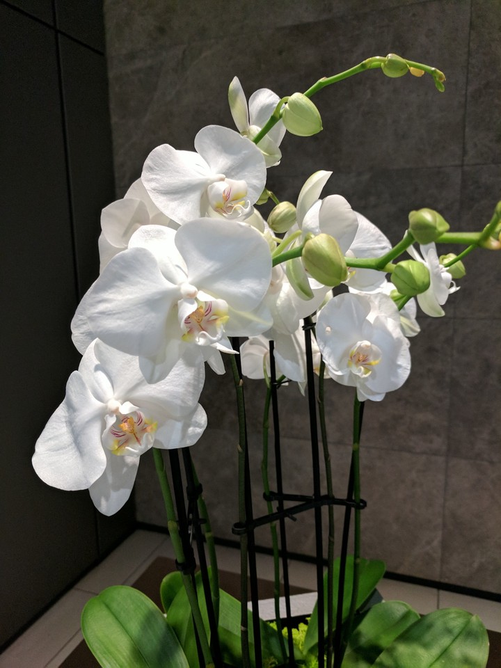 orchid