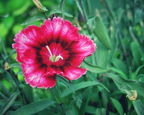 fonds d'écran plant, flower