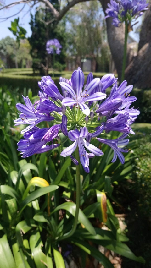 purple