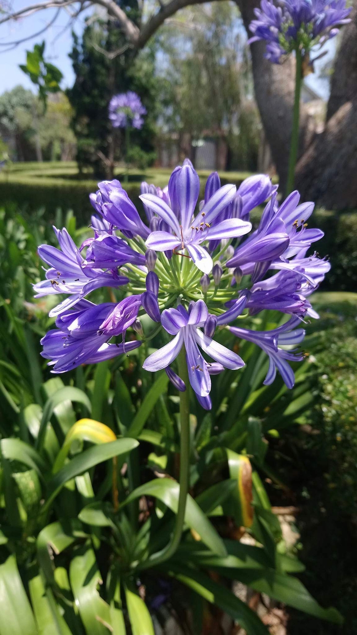 purple