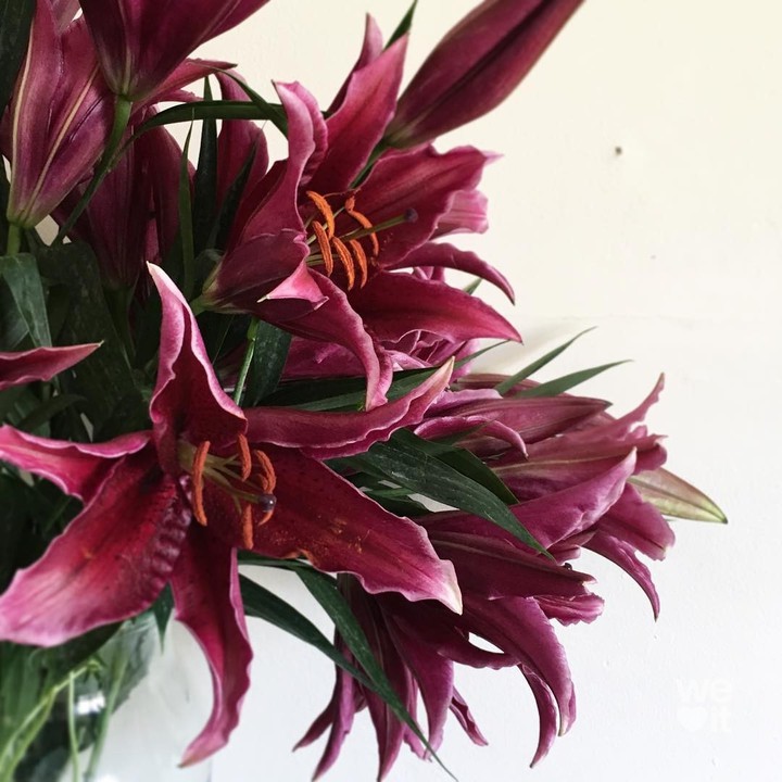 lilies