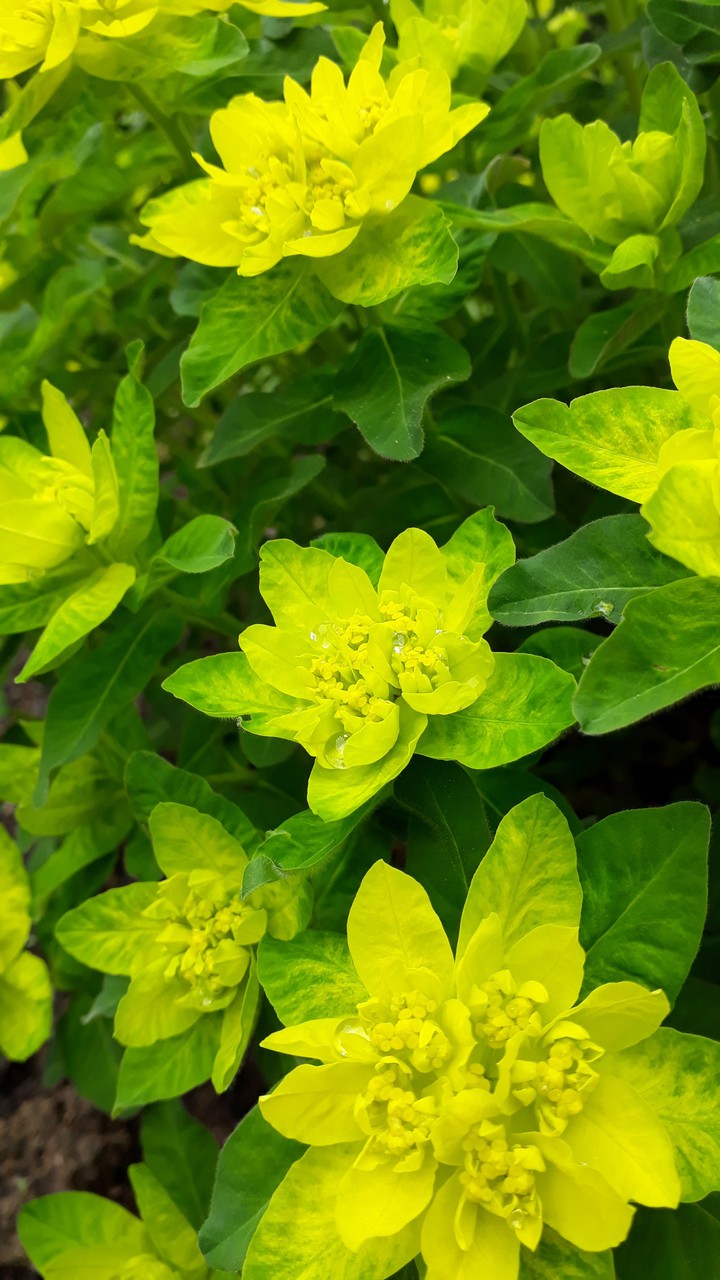 green flowers