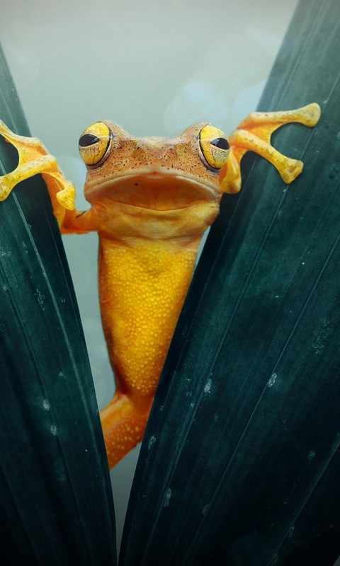 yellow, frog, green, leaf, eyes,