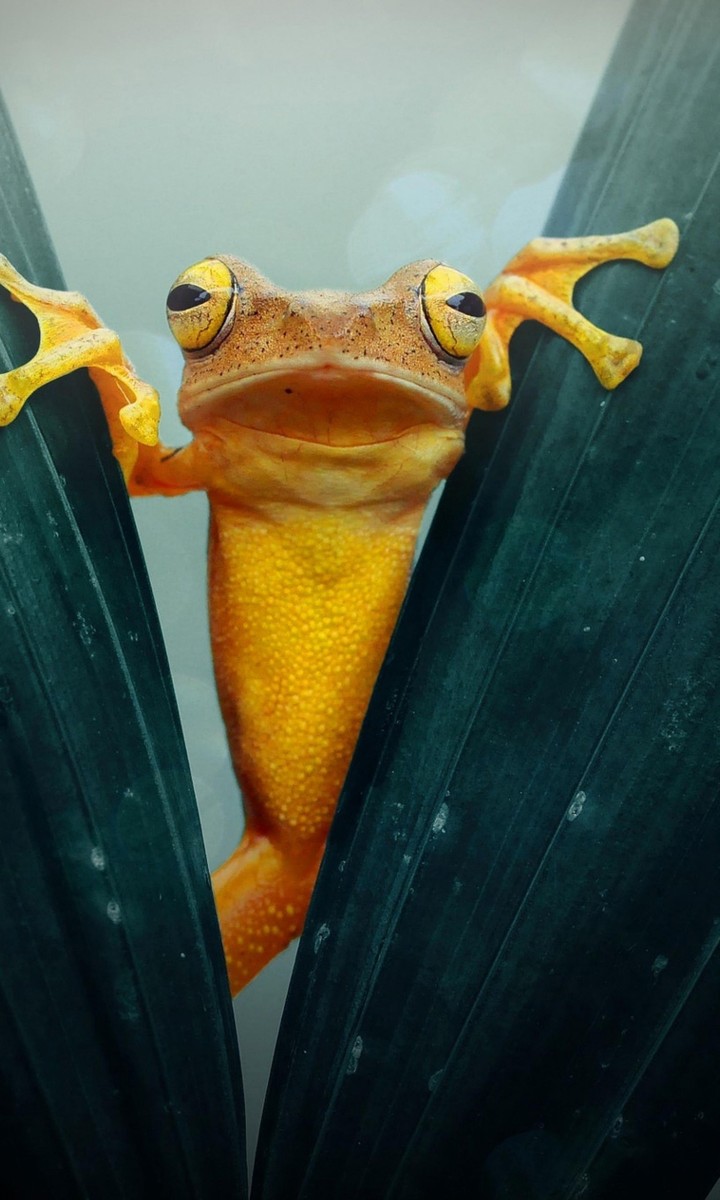 yellow, frog, green, leaf, eyes,