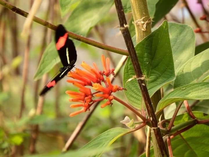 naturaleza
