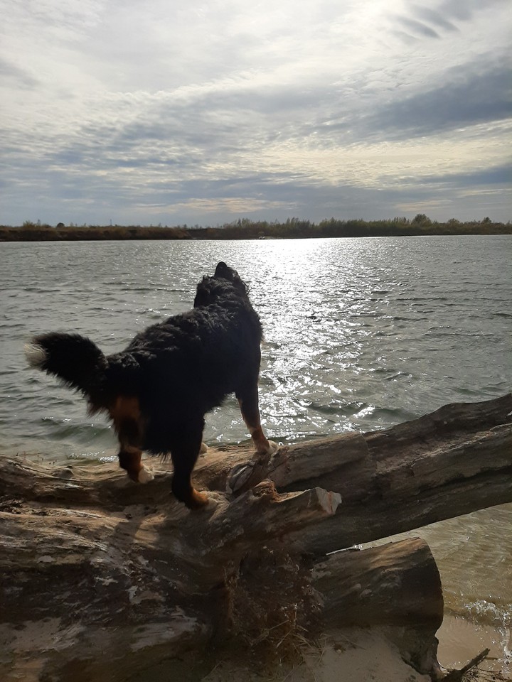 Dog and river
