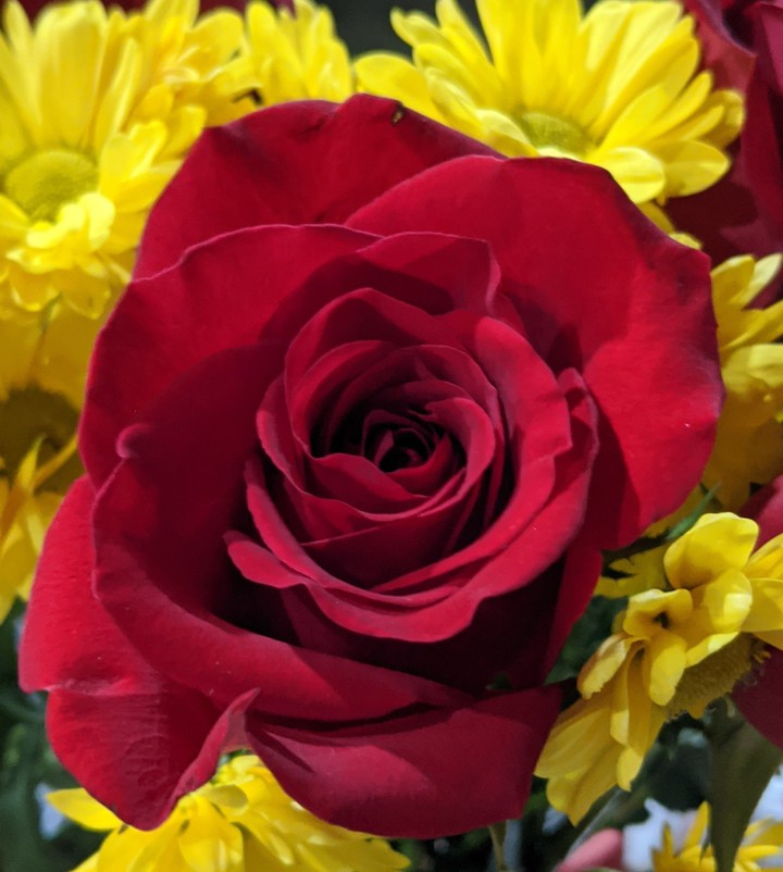 Roses & Yellow daisies