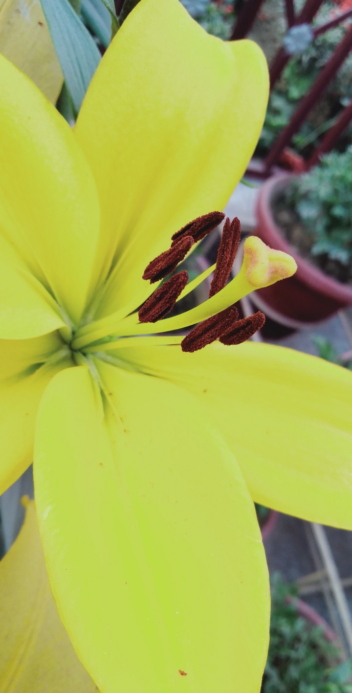 winter flower