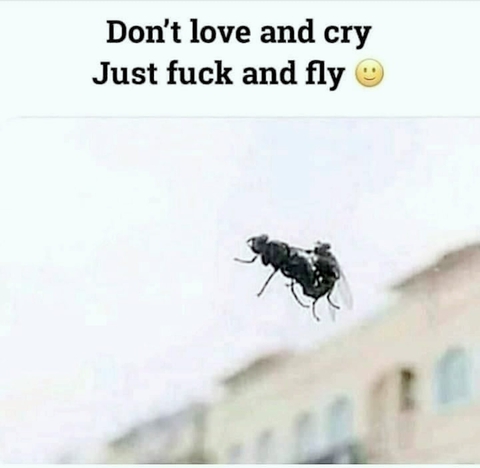 insect, text háttérképek