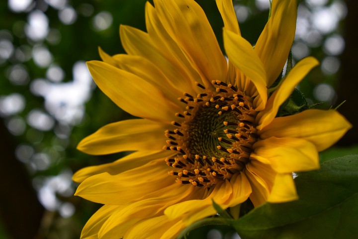 #sunflower