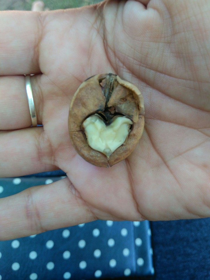 Nuez corazón