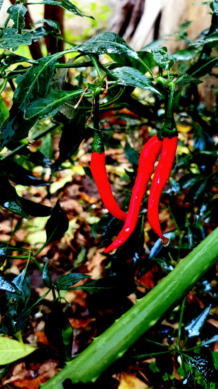 Home grown