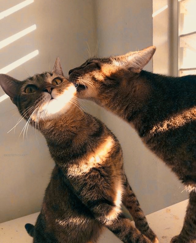 cat kiss