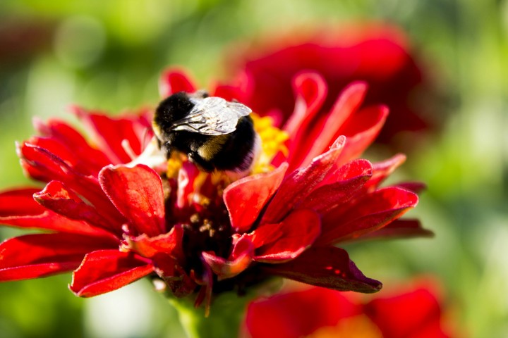 Bee on the flower