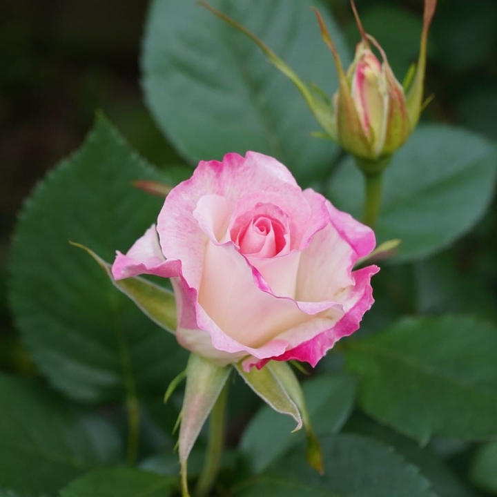rose