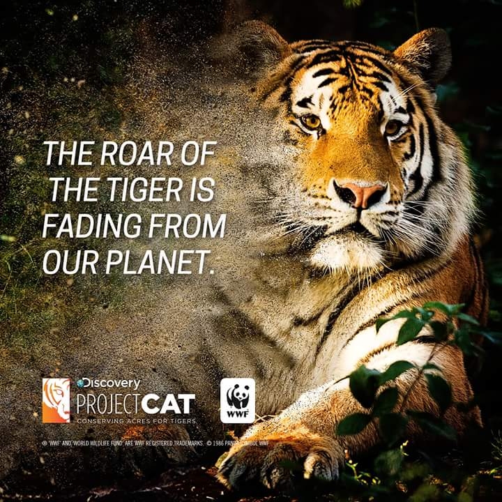 tiger of india
