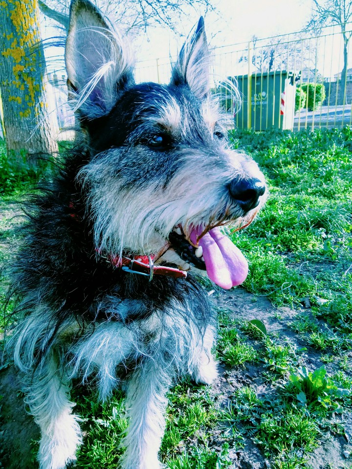 Tomy