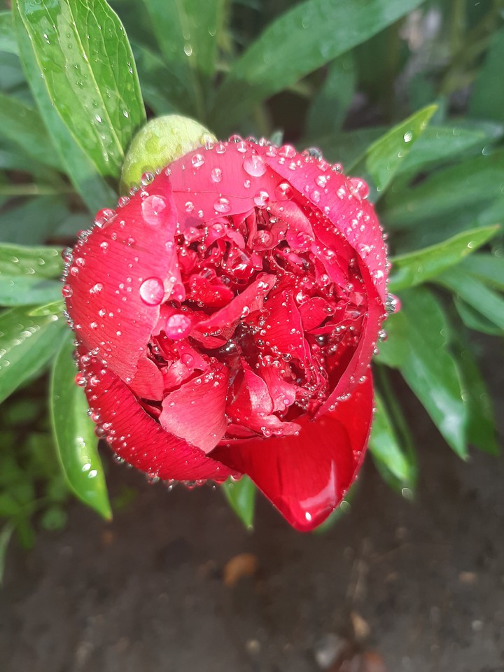 Beautiful flower