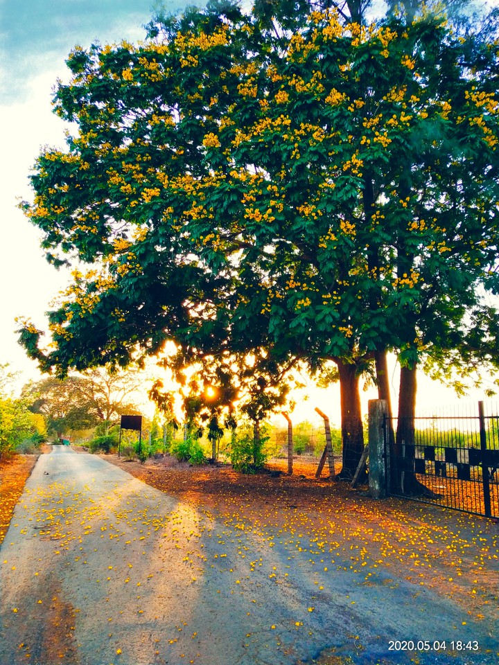 afternoon scene