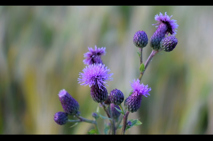 flower IV.