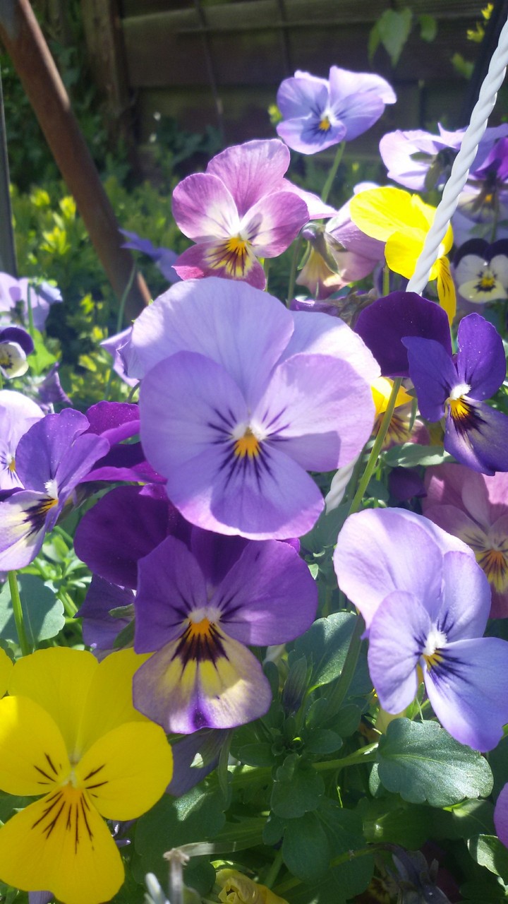 purple and yellow flower